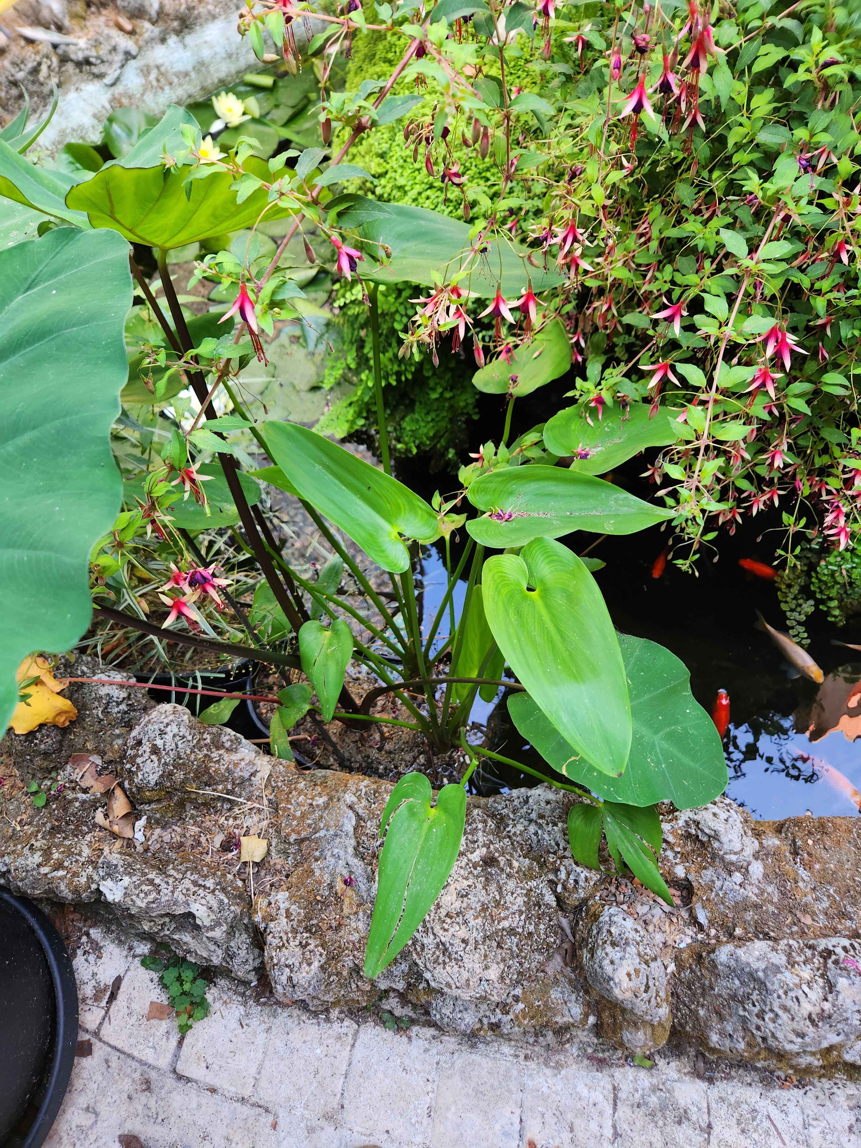 Le jardin intérieur et son bassin (10/13)
