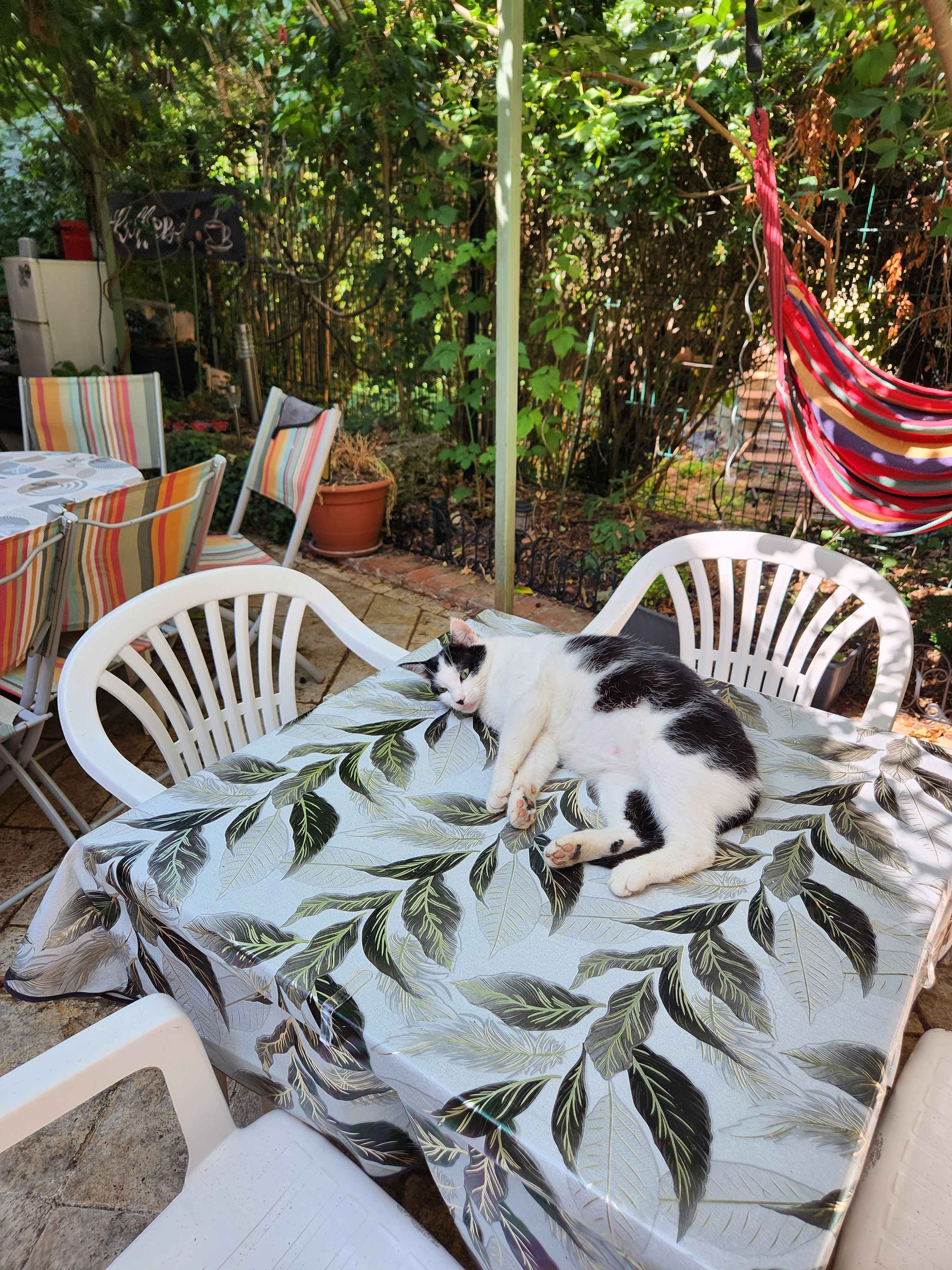 Le jardin intérieur et son bassin (4/13)