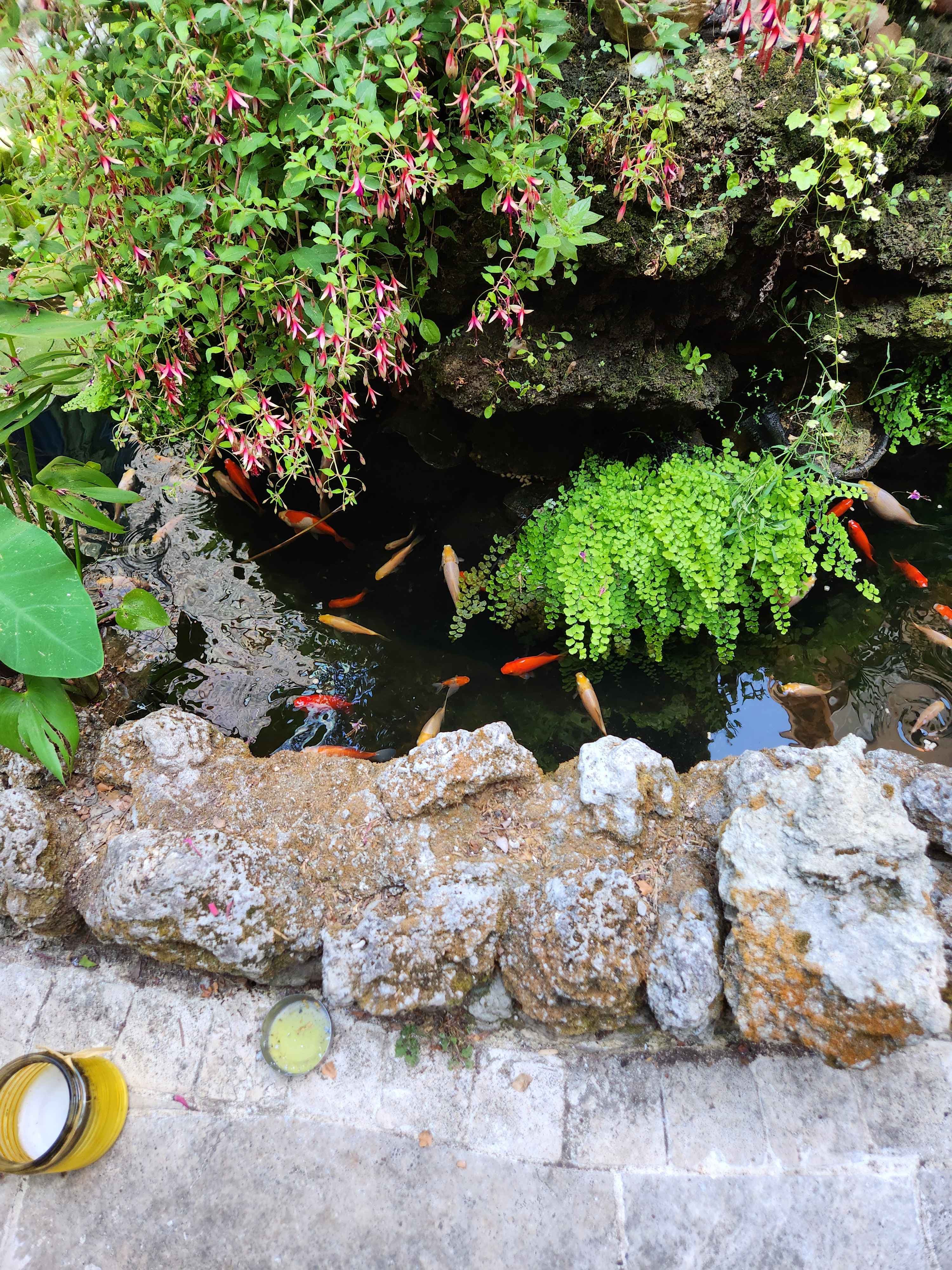 Le jardin intérieur et son bassin (9/13)