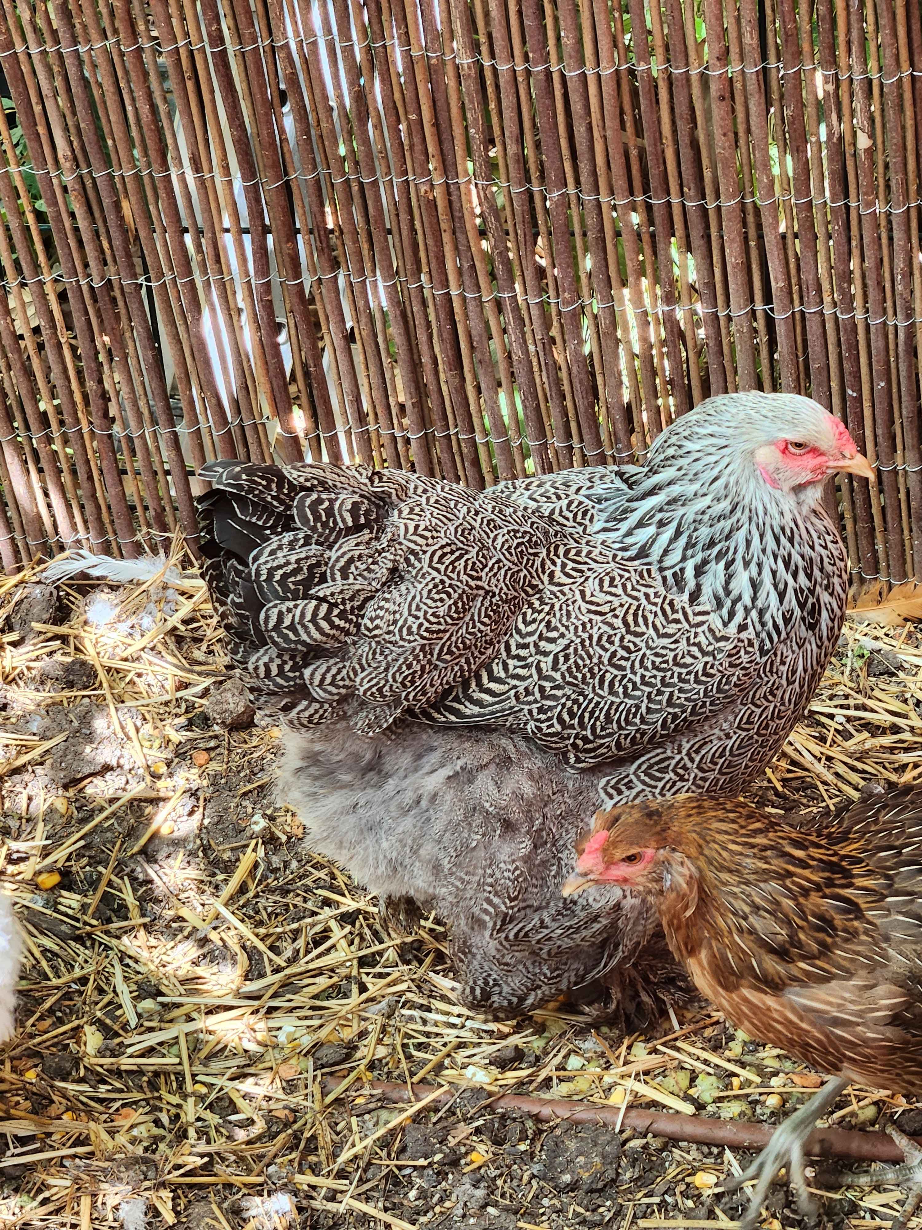 Nos poules, dans le jardin (3/4)